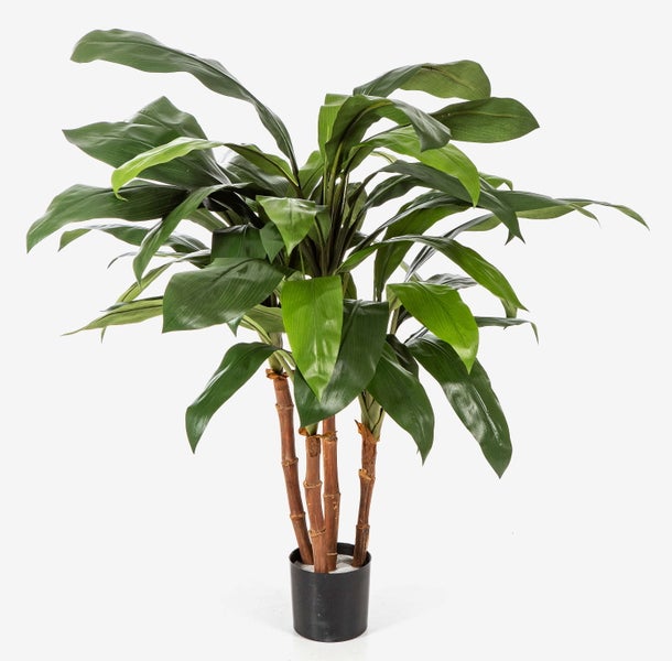 Nahaufnahme einer Zimmerpflanze mit großen grünen Blättern.