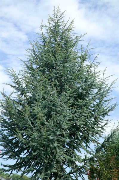 Cedrus atlantica 'Glauca', Atlas-Zeder, blaugrün, 80–100 cm