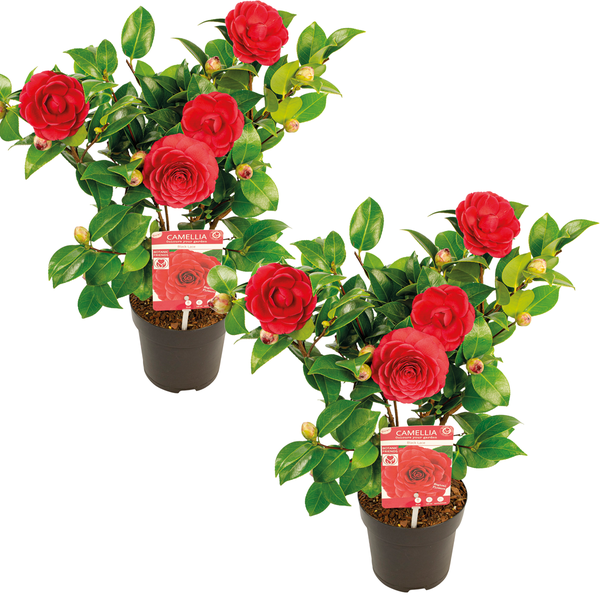 2x Camellia japonica 'Black Lace' - Japanische Rose - Strauch - Immergrün – ⌀15 cm - ↕30-35 cm
