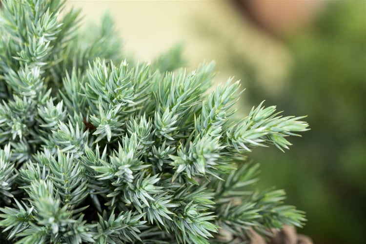 Juniperus communis, Wacholder, 40–60 cm