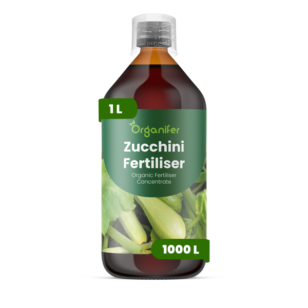 Zucchinipflanze mit großen grünen Blättern und gelben Blüten in der Erde. Organifer Logo.