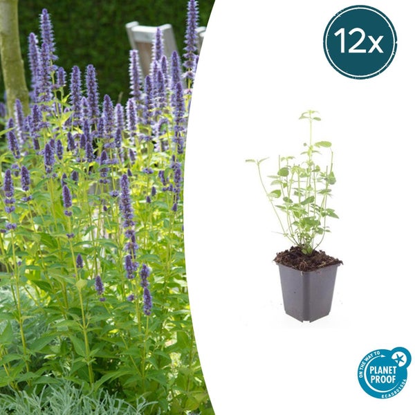 Agastache Duftnessel im 12er Pack, blühende Gartenpflanze mit lila Blütenständen im Topf, Planet Proof zertifiziert.