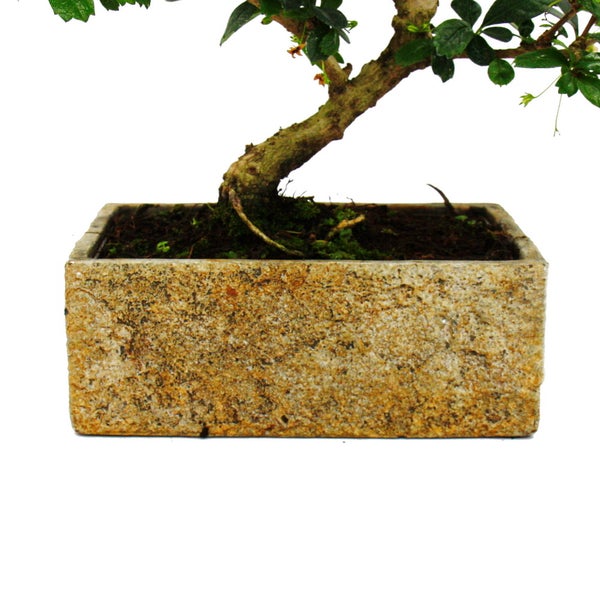Bonsai fürs Zimmer - in moderner Trendkeramik - Zimmerbonsai Carmona - 8 Jahre alt - Steinoptik