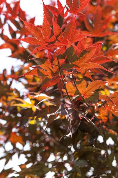 Acer palmatum 'Bloodgood', Japanischer Ahorn, tiefrot, 60–80 cm
