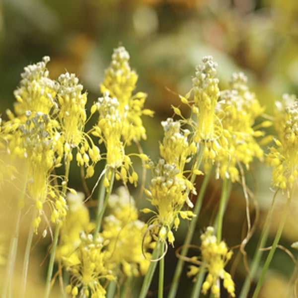 Gelbe Zwiebelblumen im Gartenbeet