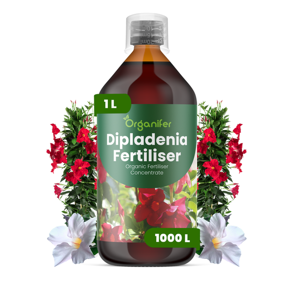 Organifer Dipladenia Dünger, flüssiges organisches Konzentrat in der 1 Liter Flasche für blühende Dipladenia-Pflanzen.
