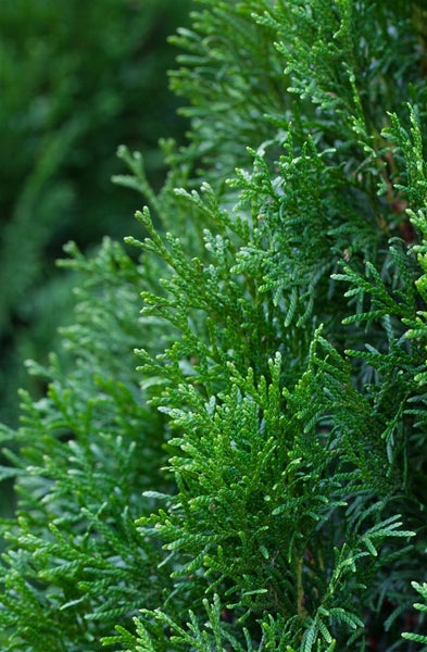 Thuja occidentalis 'Smaragd', Lebensbaum, immergrün, 100–120 cm