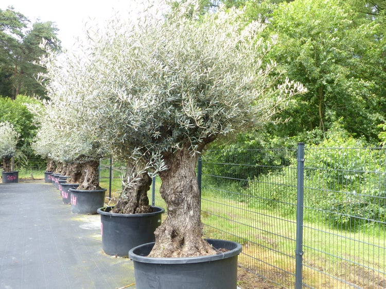 exakt dieser Baum Nr. 24X, 230 cm, Olivenbaum, Bonsai, knorrige alte urige Olive winterhart