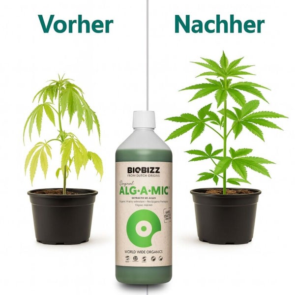 Vorher-Nachher-Vergleich einer Pflanze mit Biobizz Alg-A-Mic Vitalitätsbooster: Die Pflanze rechts wirkt kräftiger und gesünder.