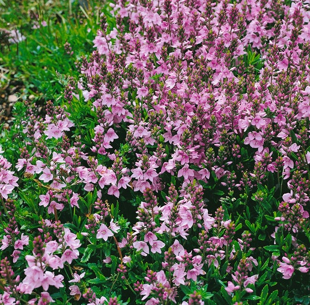 Veronica prostrata 'Rosea', Ehrenpreis, rosa Blüten, ca. 9x9 cm Topf