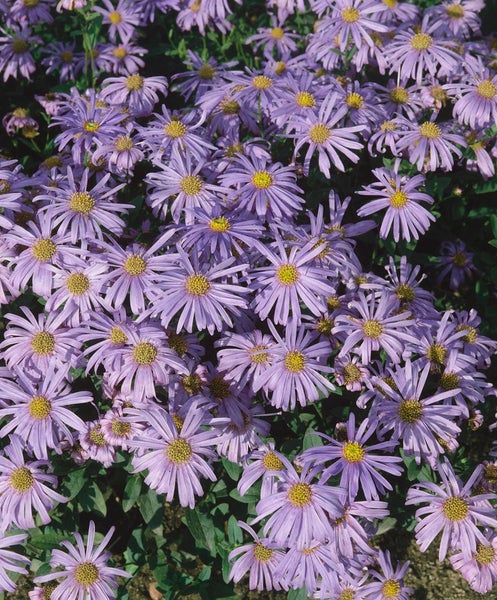Aster amellus 'Silbersee', Berg-Aster, silberblau, ca. 9x9 cm Topf