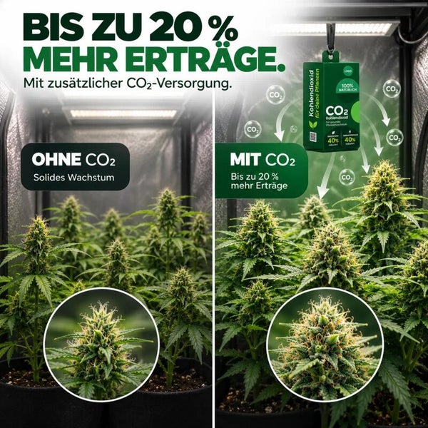 Vergleichsbild zeigt den Effekt von Kohlendioxid Zugabe auf das Pflanzenwachstum mit bis zu 20 Prozent mehr Ertrag bei Zimmerpflanzen.