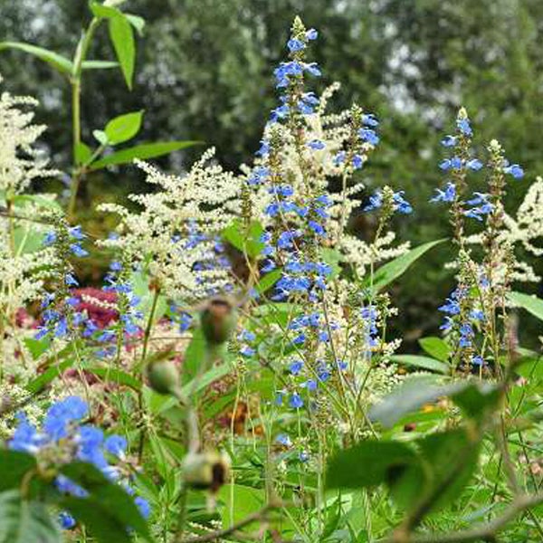 Nahaufnahme von blauen und weißen Blumen im Garten.