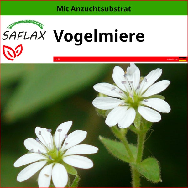 SAFLAX  - Vogelmiere - Stellaria media - 1000 Samen - Mit keimfreiem Anzuchtsubstrat