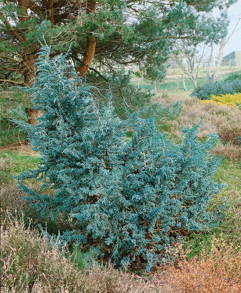 Juniperus squamata 'Meyeri', Blauer Zwergwacholder, 20–30 cm
