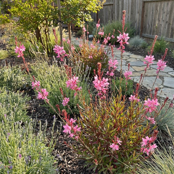 Rosafarbene Prachtkerze Gaura lindheimeri in einem Gartenbeet mit Rindenmulch neben einem Steinweg und Holzzaun.