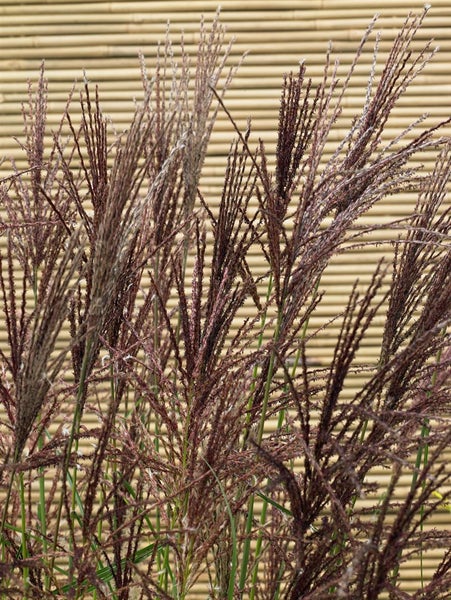 Chinaschilf im Detail