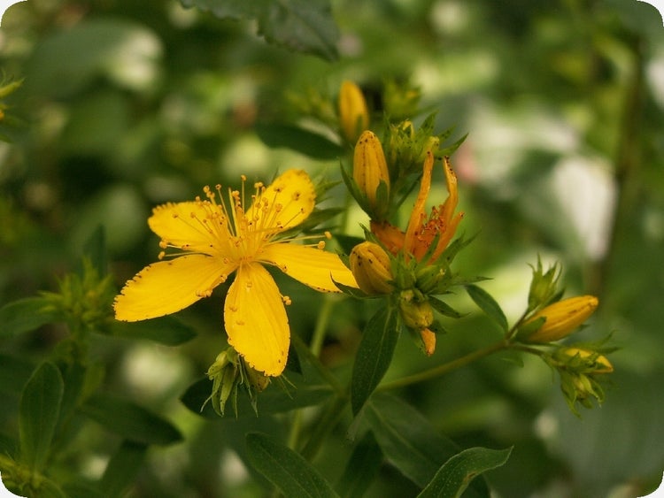 SAFLAX  - Johanniskraut - Hypericum perforatum - 300 Samen