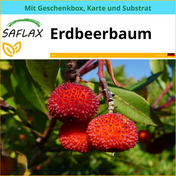 SAFLAX Geschenk Set - Erdbeerbaum - Arbutus unedo - 50 Samen - Mit Geschenkbox, Versandaufkleber, Geschenkkarte und Anzuchtsubstrat