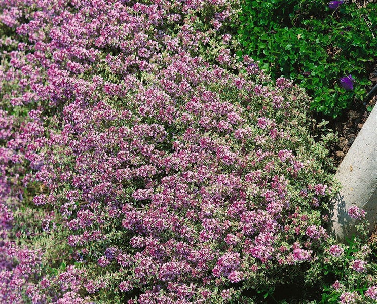 Detailaufnahme einer Gartenbank aus Holz