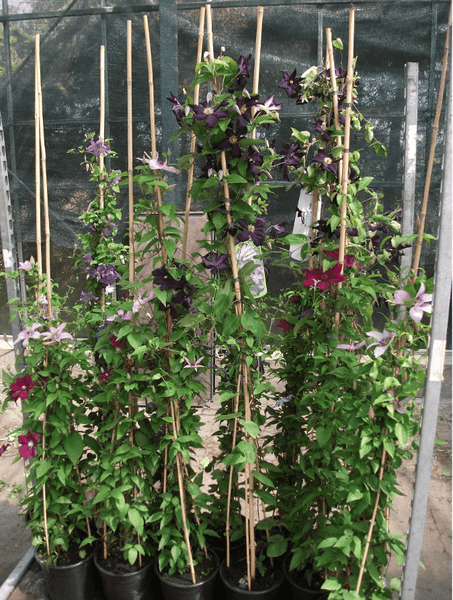 Clematis triternata 'Rubromarginata', duftend, 100–150 cm