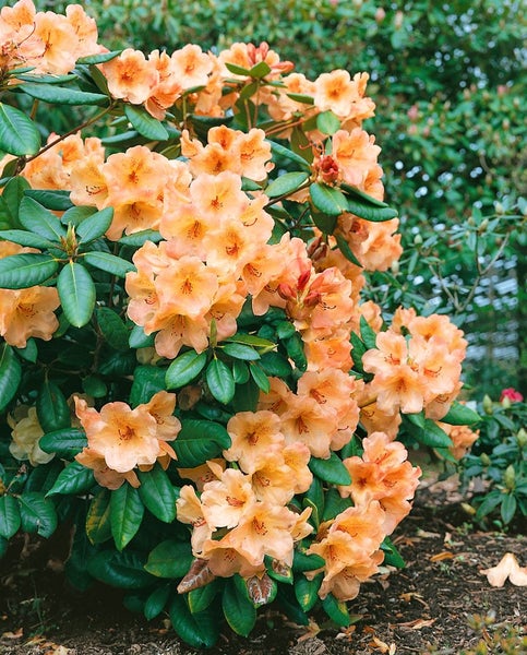 Rhododendronbusch mit Blüten