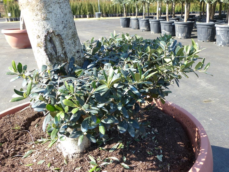 Olivenbaum Olea europaea im Pflanztopf, Nahaufnahme von Stamm und Blättern in einer Baumschule.