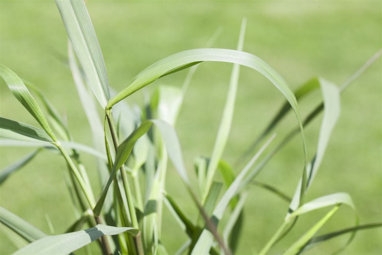 Panicum virgatum 'Squaw', Rutenhirse, rotbraun, ca. 9x9 cm Topf