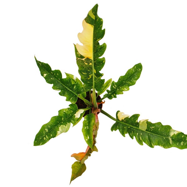 Philodendron Ring of Fire - ungewöhnlicher Baumfreund - 12cm Topf