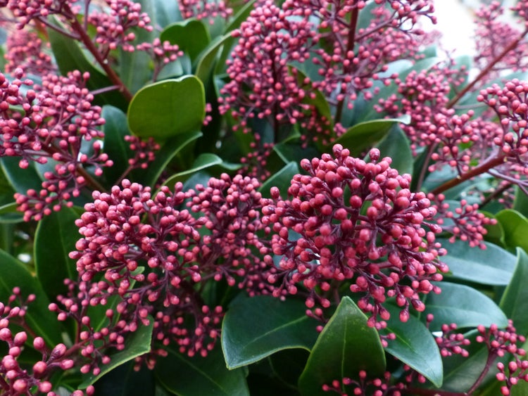 Skimmia japonica mit dichten Clustern von roten Blütenknospen und grünen, ovalen Blättern.
