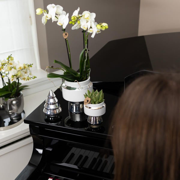 Kolibri Orchideen Weiße Phalaenopsis Orchidee Amabilis + Le Chic Deko-Topf silber Topfgröße 9cm 40cm hoch blühende Zimmerpflanze im Blumentopf frisch vom Züchter