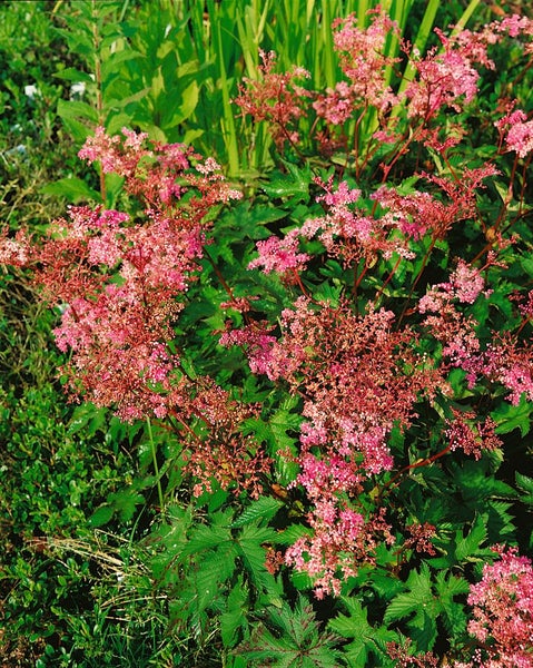 Filipendula palmata 'Nana', Mädesüß, rosa Blüten, ca. 9x9 cm Topf