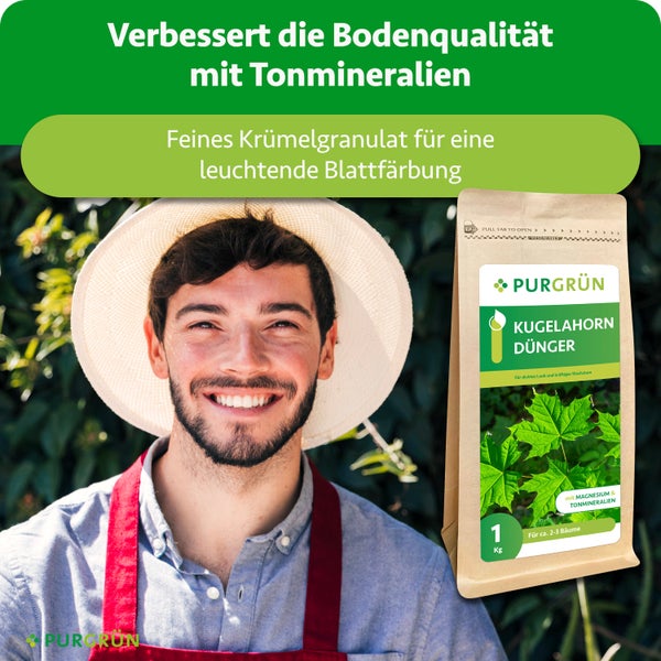 Purgrün Kugelahorn Dünger 1 kg Packung mit Tonmineralien für verbesserte Bodenqualität und Blattfärbung, daneben ein lächelnder Gärtner.