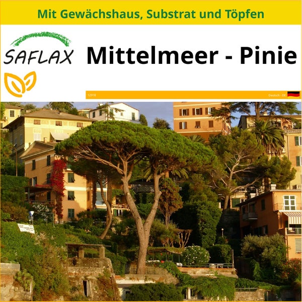 SAFLAX Anzucht Set - Mittelmeer - Pinie - Pinus pinea - 6 Samen - Mit Mini-Gewächshaus, Anzuchtsubstrat und 2 Töpfen