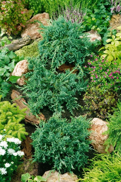 Detailaufnahme eines Gartens mit Zwergwacholder und Steinen