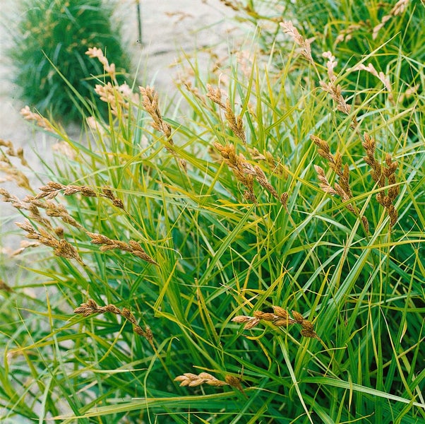 Carex muskingumensis, Palmwedel-Segge, ca. 9x9 cm Topf