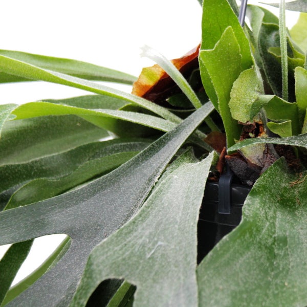 Regal mit vier Ablagen und Dekorationen