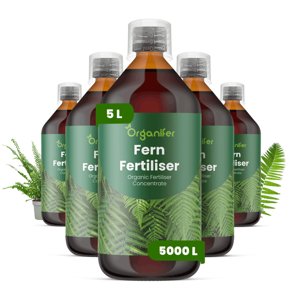 Organifer Farn-Dünger, organisches Düngerkonzentrat, 5 Liter Flasche, Set aus fünf Flaschen für insgesamt 5000 Liter Gießwasser.