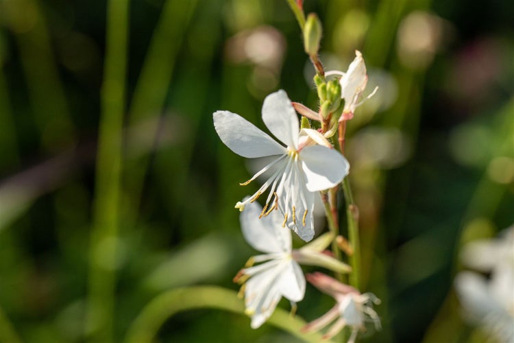 Zarte Gaura-Blüten im Detail