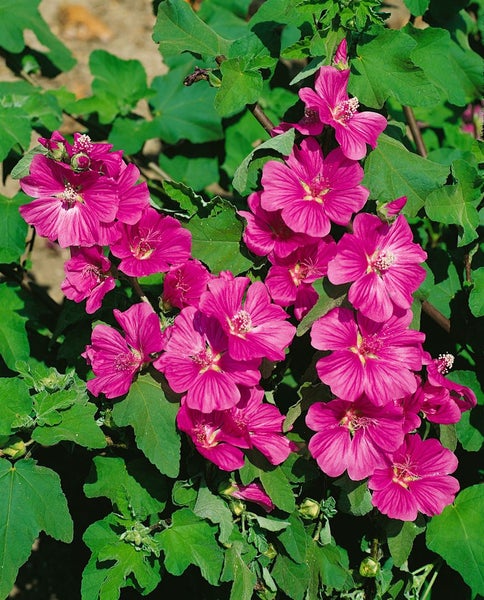 Lavatera x olbia 'Bredon Springs', Strauchmalve, rosa, ca. 11x11 cm Topf