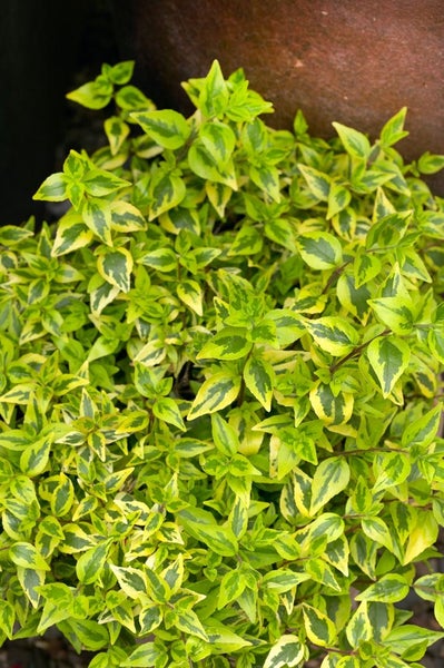 Abelia 'Kaleidoscope'®, gelb-grün panaschiert, 20–30 cm