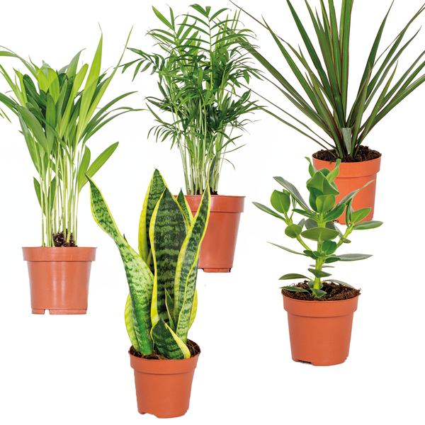 5x Pflegefreundliche Mischung – Chamaedorea-Sansevieria-Clusia-Dypsis-Dracaena – ⌀12 cm - ↕20-45 cm