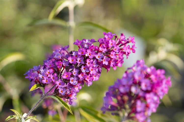 Nahaufnahme einer Buddleja-Blüte