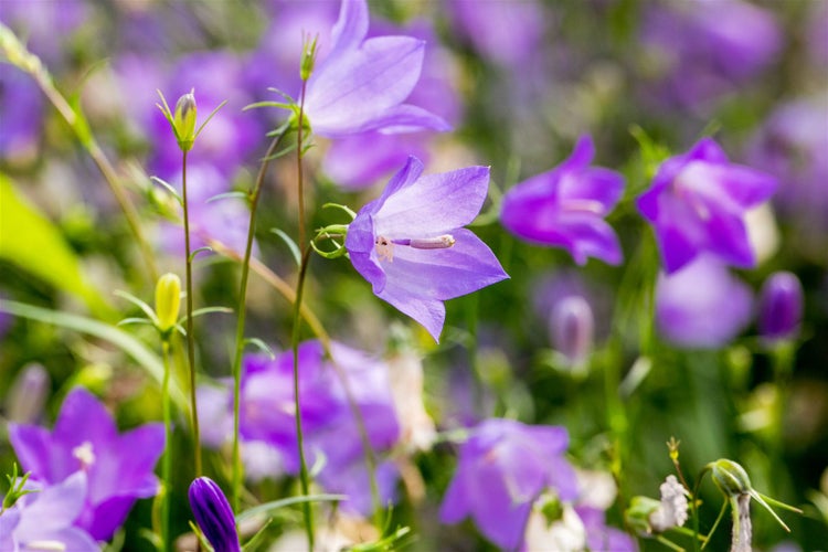 Campanula rotundifolia, Rundblättrige Glockenblume, ca. 9x9 cm Topf