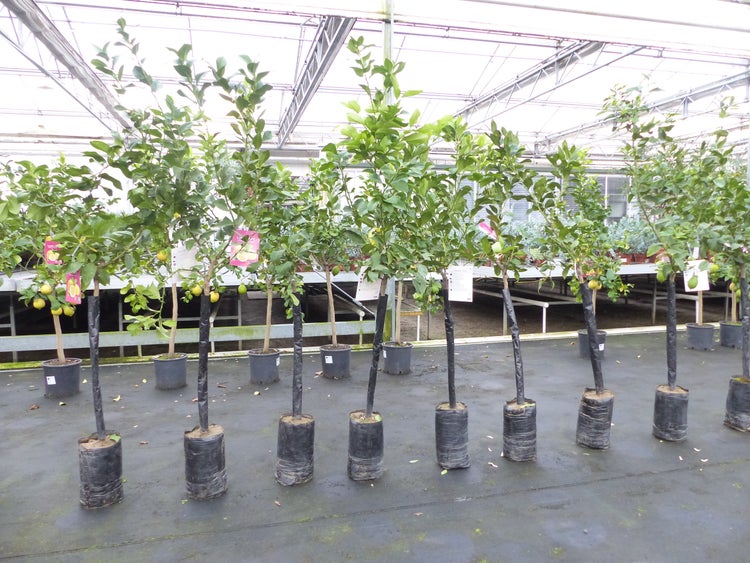 Zitrus Zitronenbaum Zitrone Citrus Limon Limone 160 - 170 cm Zitruspflanze