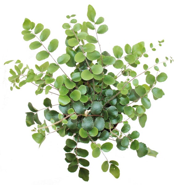 Pellaea rotundifolia - Pelle- oder Urweltfarn - 9cm Topf