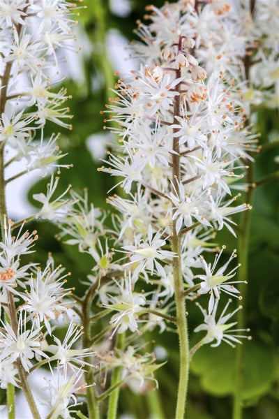 Tiarella cordifolia, Schaumblüte, ca. 9x9 cm Topf