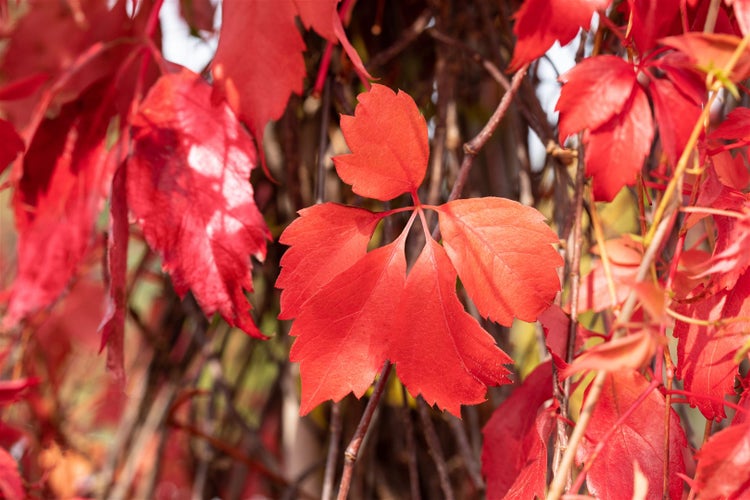 Parthenocissus quinquefolia 'Engelmannii', Wilder Wein, 100–150 cm