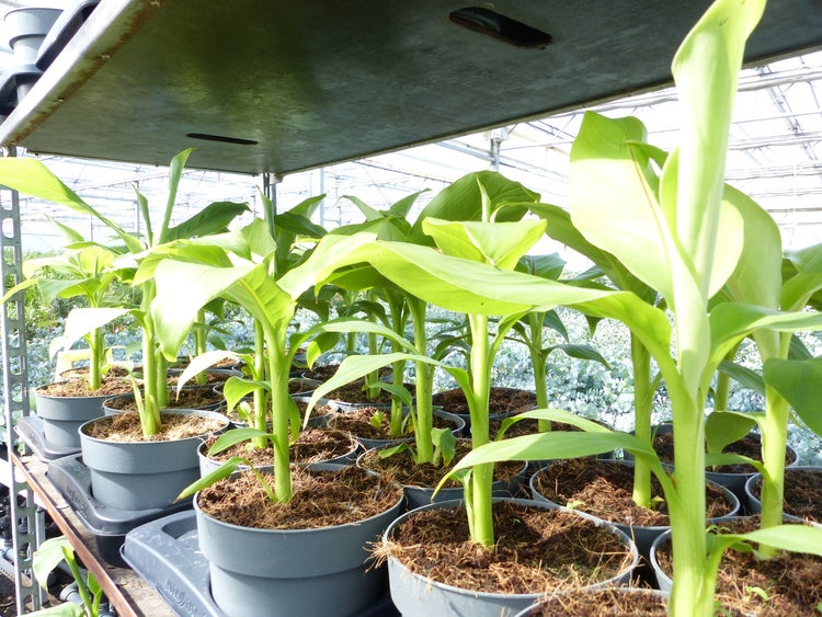 Bananenstaude Musa Basjoo 60 - 80 cm winterhart Staude japanische Faserbanane