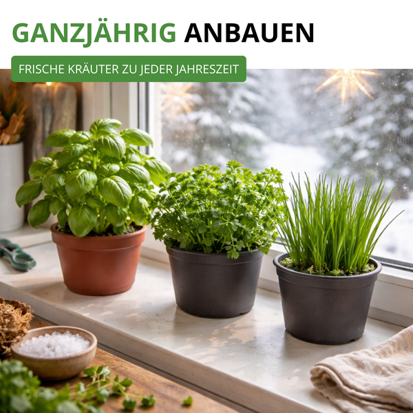 Frische Kräuter wie Basilikum, Petersilie und Schnittlauch in Töpfen auf einer Fensterbank für den ganzjährigen Anbau im Winter.